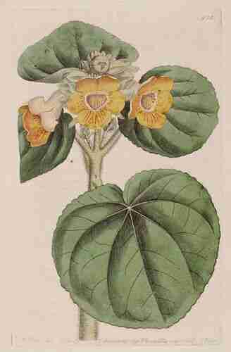 Illustration Ibicella lutea, Botanical Register (vol. 11: t. 934, 1825), via plantillustrations.org 