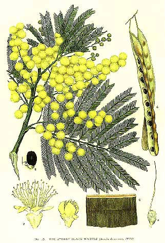 Illustration Acacia decurrens, Par Edward Minchen (domaine public), via wikimedia 