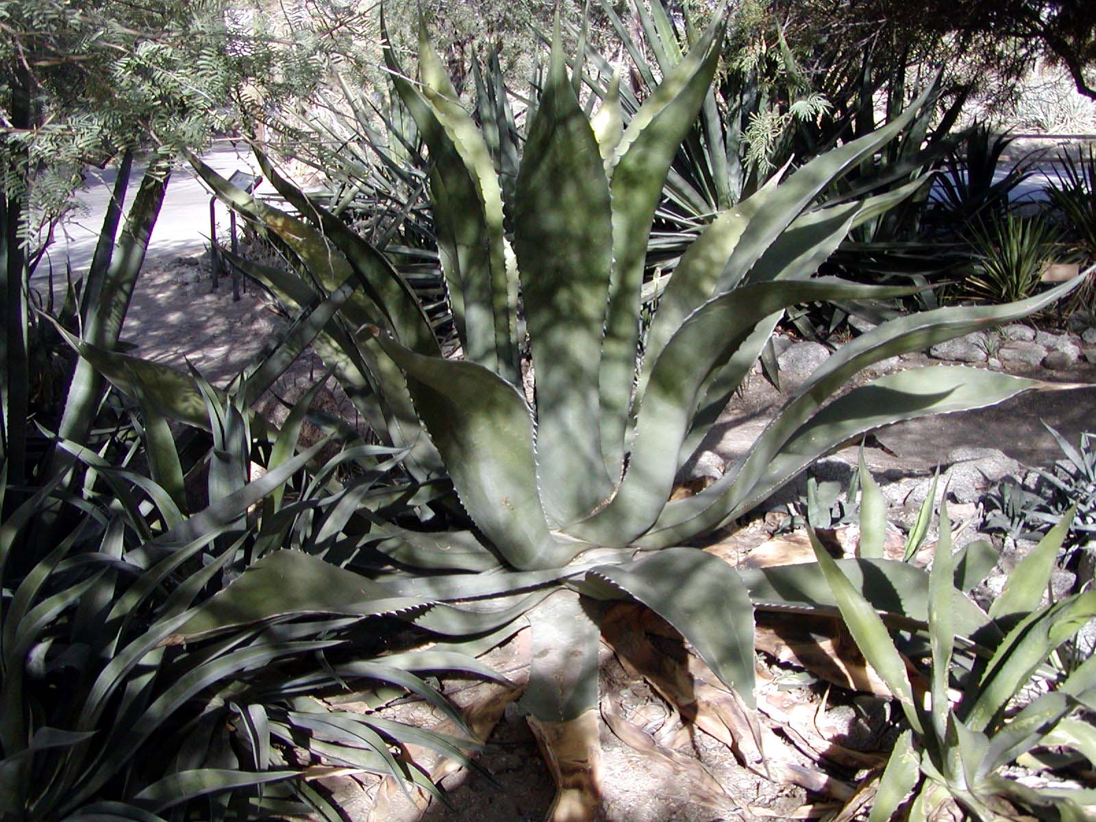 Illustration Agave inaequidens, Par Stan Shebs (Travail personnel), via wikimedia 