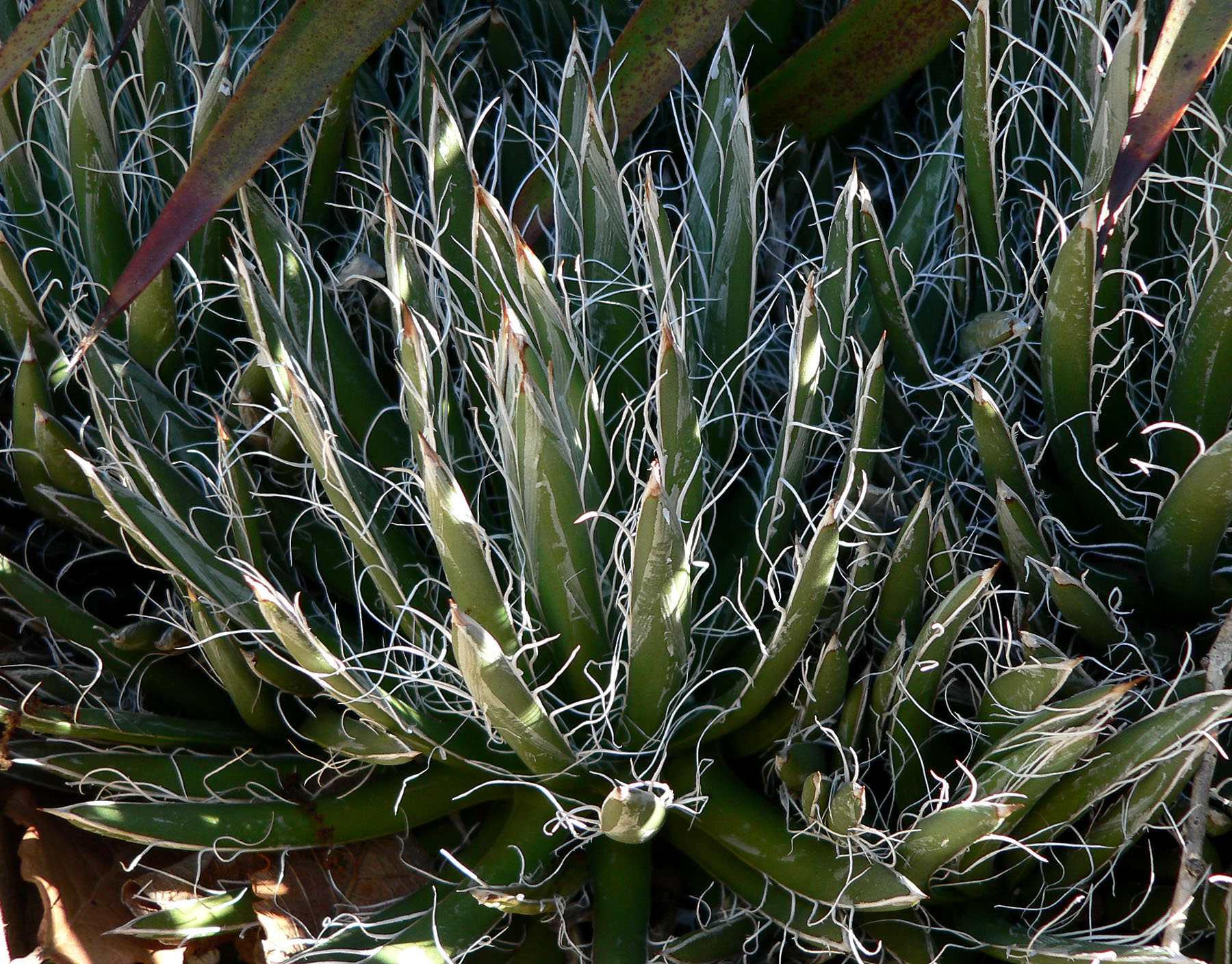 Illustration Agave polianthiflora, Par Stan Shebs, via wikimedia 