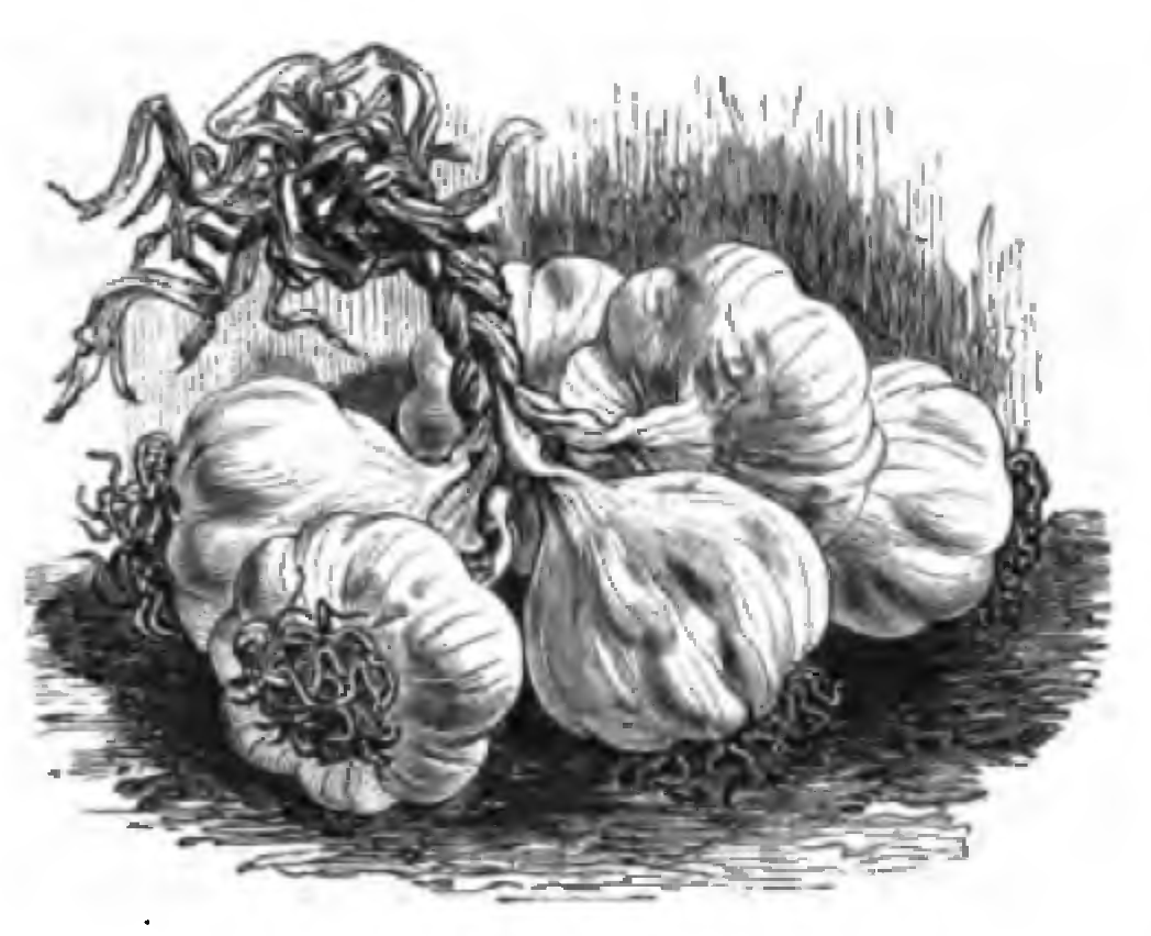 Illustration Allium sativum, ¨Par Vilmorin-Andrieux & Cie (Les Plantes potagères : description et culture des principaux légumes des climats tempérés, 1883) 