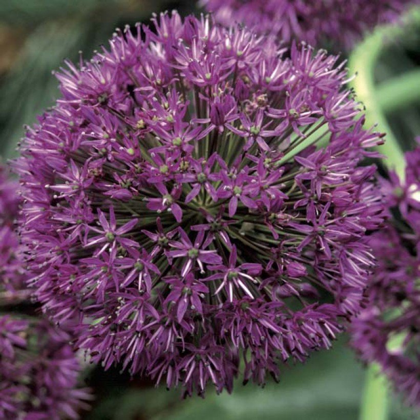 Illustration Allium aflatunense cv. 'Purple sensation', Par inconnu, via promessedefleurs 