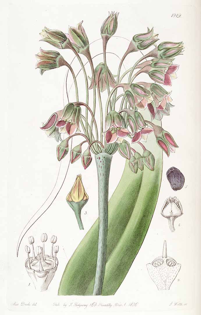 Illustration Allium siculum, Par Lindley, J., Edwardss Botanical Register (1829-1847) Edwardss Bot. Reg. vol. 22 (1836) [tt. 1829-1919] t. 1912, via plantillustrations 