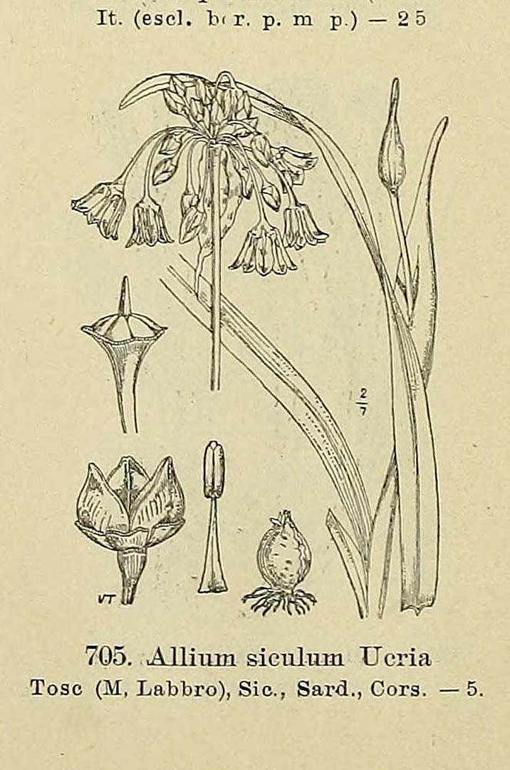 Illustration Allium siculum, Par Fiori, A., Paoletti, G., Iconographia florae italicae (1895-1904) Iconogr. Fl. Ital. t. 705	p. 88 f. 8 , via plantillustrations 