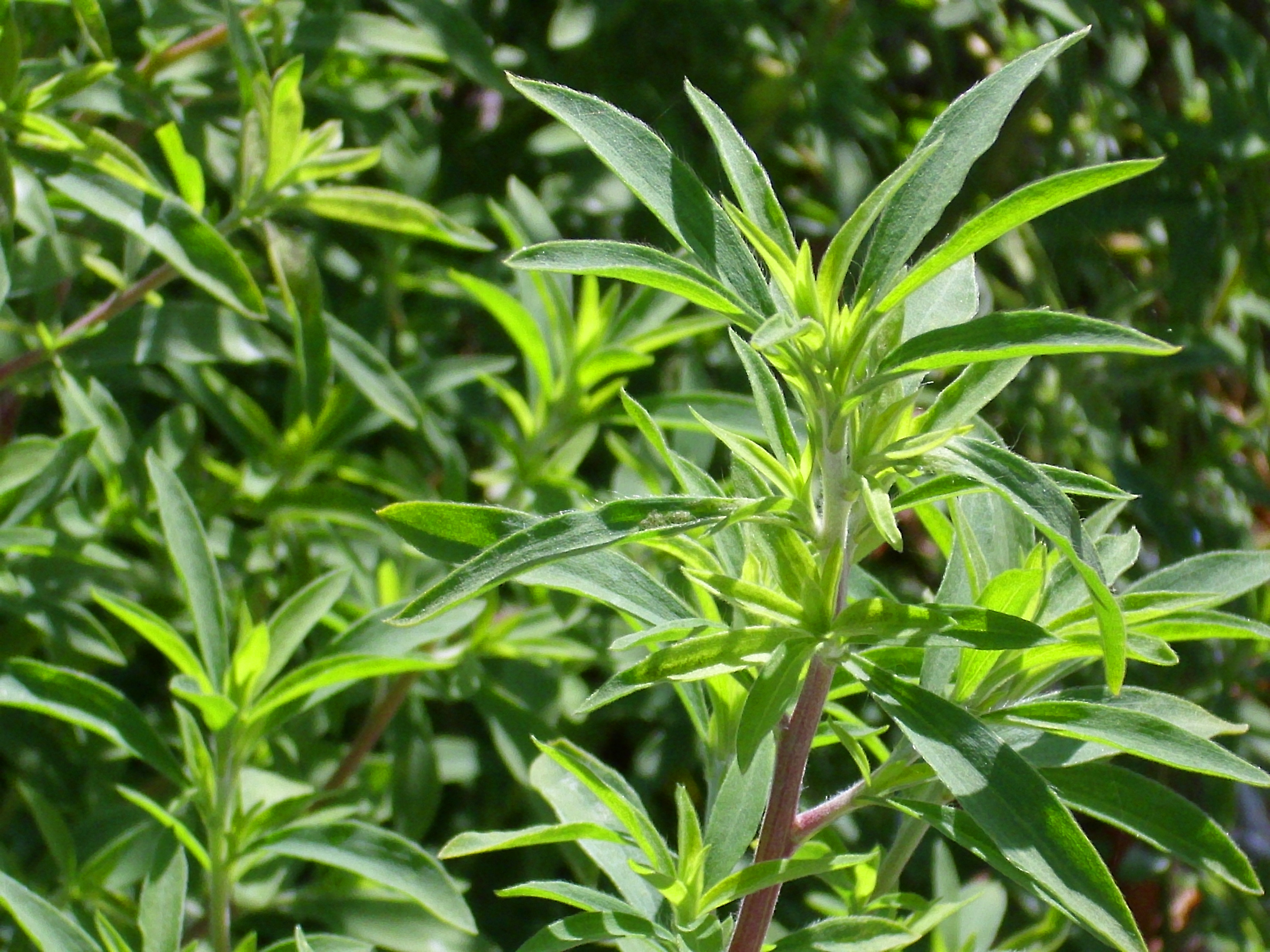 Illustration Artemisia verlotiorum, Par javier martin (travail personnel) [Domaine public], via wikimedia 