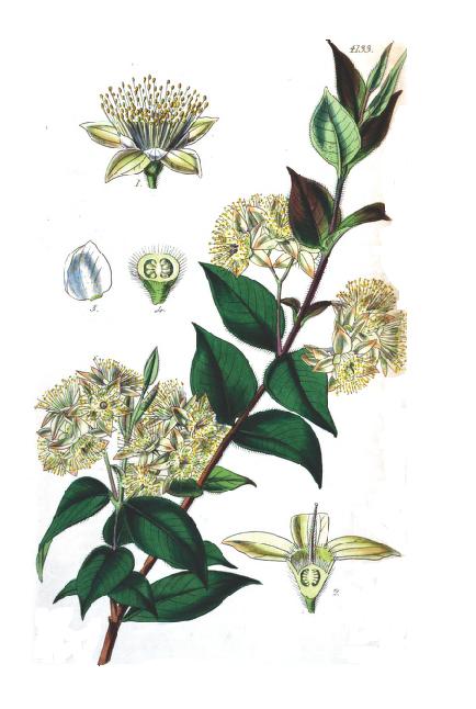 Illustration Backhousia myrtifolia, Par Hooker (Curtis's botanical magazine), via wikimedia 
