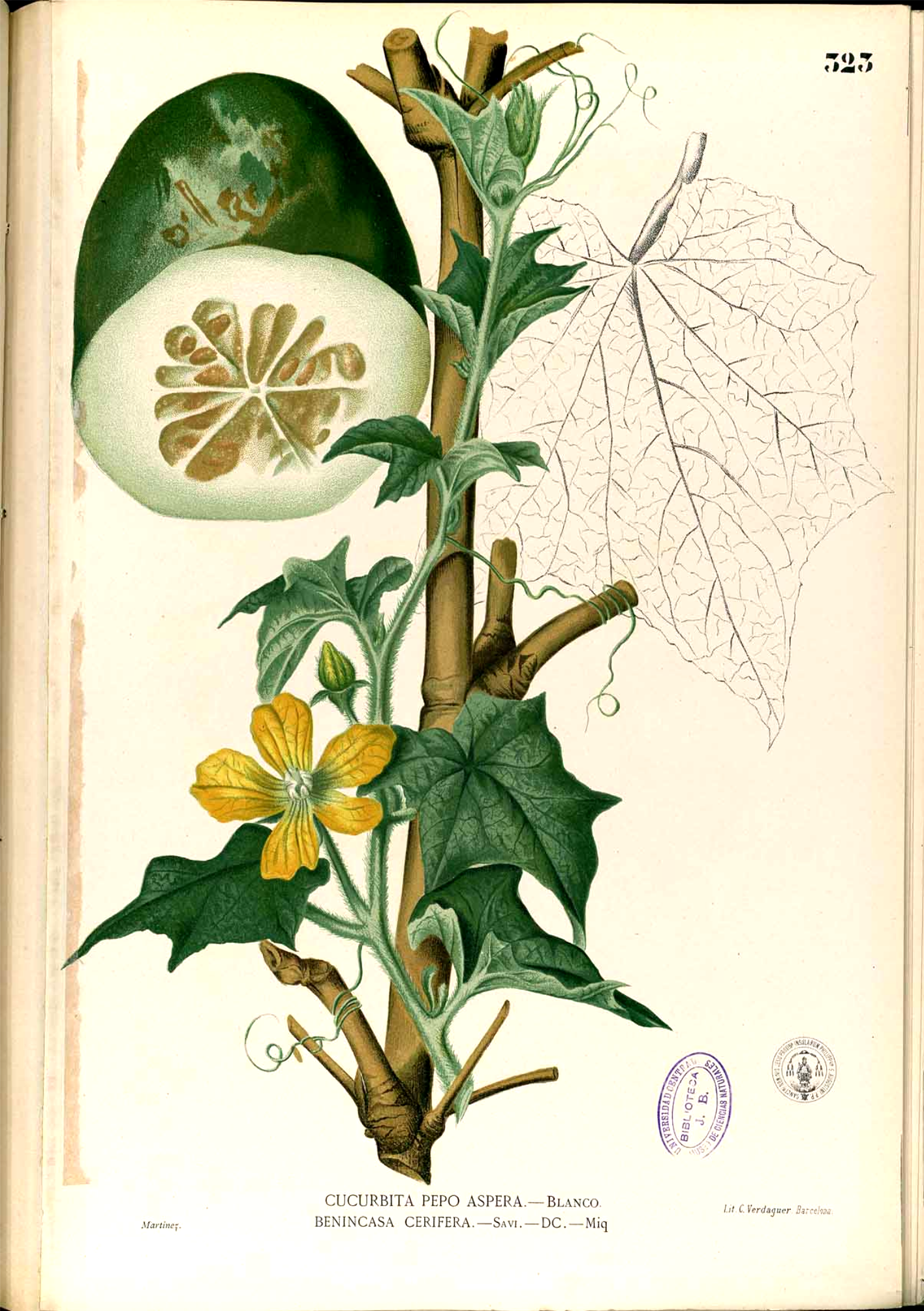 Illustration Benincasa hispida, Par Francisco Manuel Blanco (O.S.A., domaine public), via wikimedia 