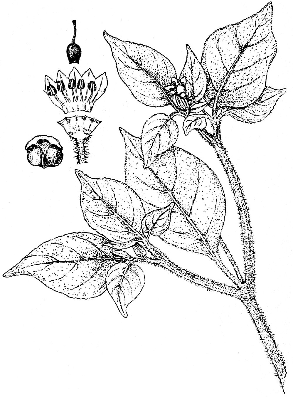 Illustration Capsicum galapagoense, Par Fernando Schuyler Mathews (domaine public), via wikimedia 
