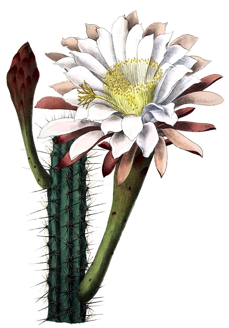 Illustration Cereus aethiops, Par Schumann, Gürke & Vaupel Peter A. Mansfeld (domaine public), via wikimedia 