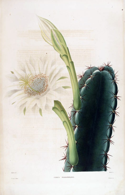 Illustration Cereus hexagonus, Par Charles (Antoine Lemaire, 1800-1871) (Iconographie descriptive des cactees), via wikimedia 