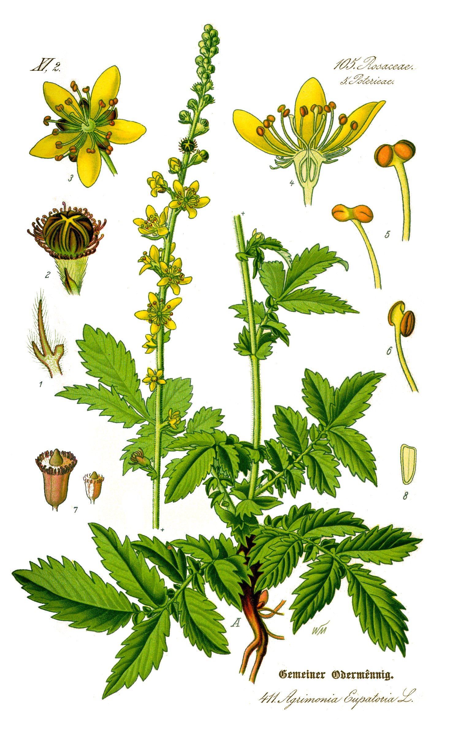 Illustration Agrimonia eupatoria, Par Otto Wilhelm Thomé (Flora von Deutschland, Österreich und der Schweiz, 1885, domaine public), via wikimedia 