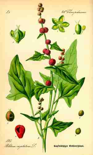 Illustration Chenopodium capitatum, Par Otto Wilhelm Thomé (Flora von Deutschland, Österreich und der Schweiz, 1885), via wikimedia 