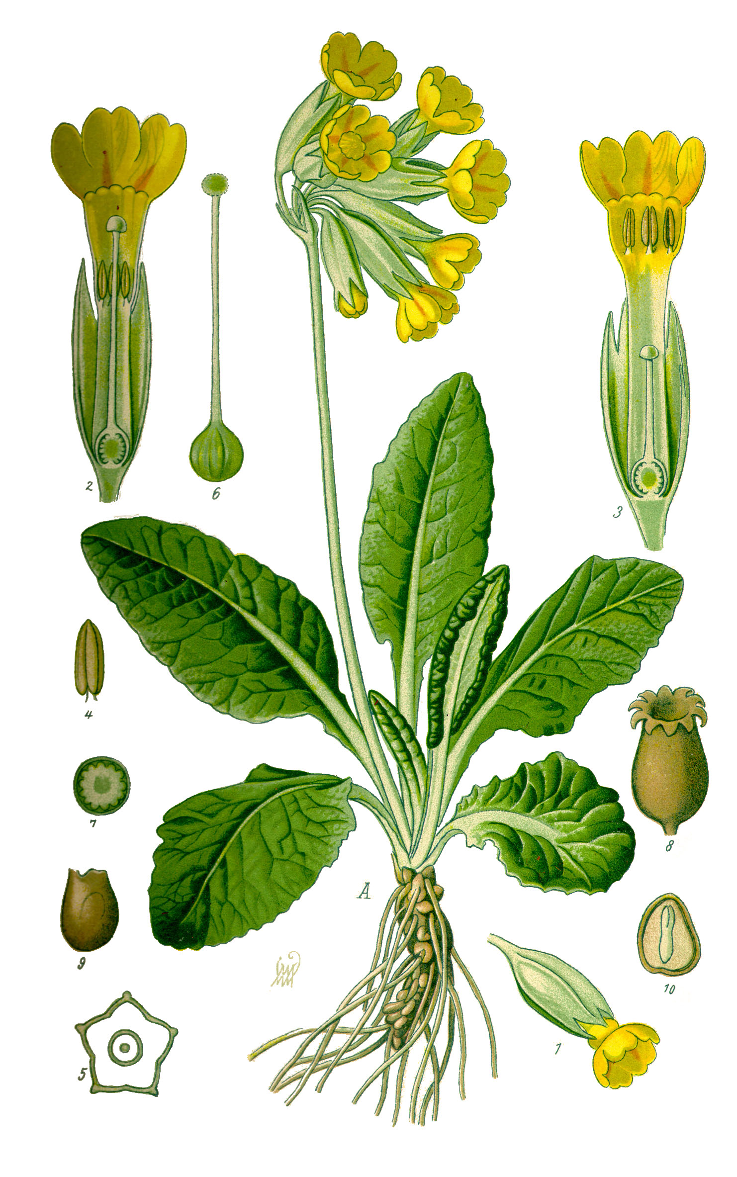 Illustration Primula veris, Par Prof. Dr. Otto Wilhelm Thomé Flora von Deutschland, Österreich und der Schweiz 1885, Gera, Germany, via wikimedia 