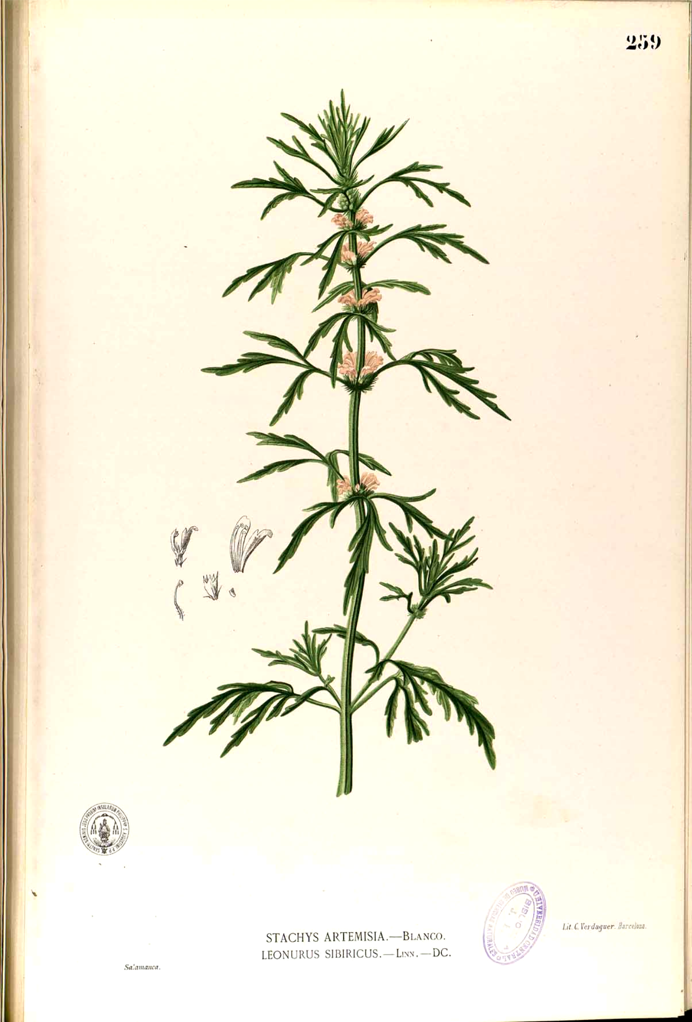 Illustration Leonurus sibiricus, Par Francisco Manuel Blanco (O.S.A.) [Domaine public], via wikimedia 
