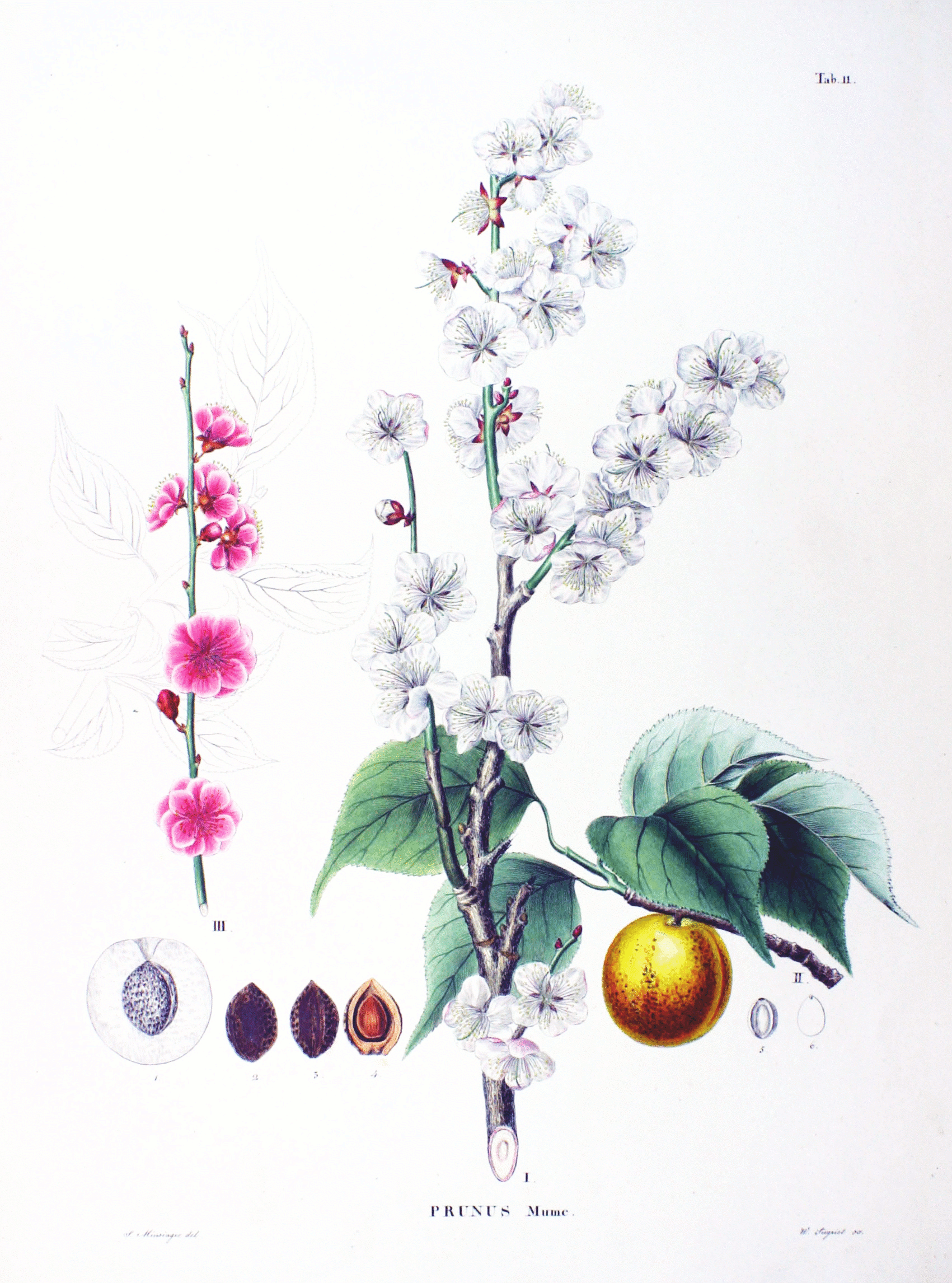 Illustration Prunus mume, Par Philipp Franz von Siebold and Joseph Gerhard Zuccarini - Flora Japonica, Sectio Prima, Tafelband -(domaine public), via wikimedia 
