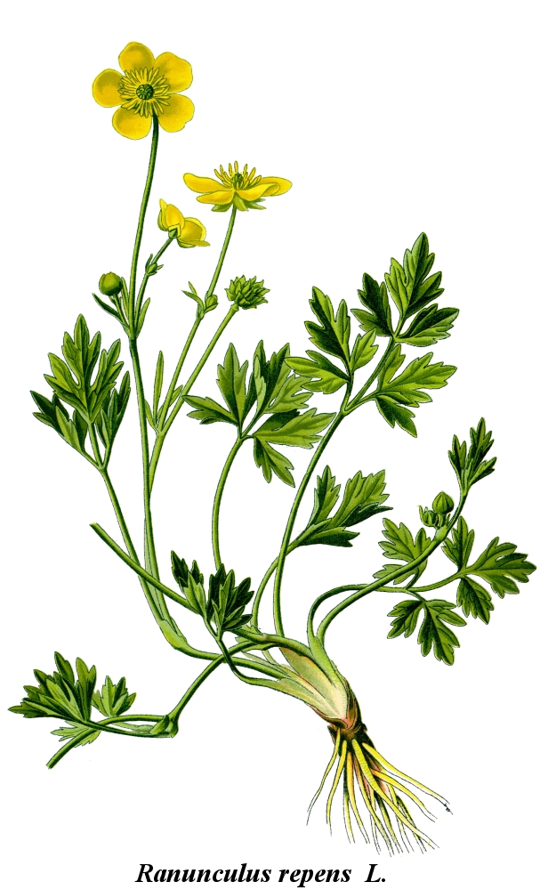 Illustration Ranunculus repens, Par , wikimedia 