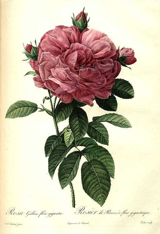 Illustration Rosa gallica, Par Pierre-Joseph Redouté, via lepotager-demesreves 