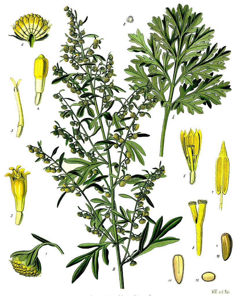Illustration Artemisia absinthium, Par Franz Eugen Köhler, Köhler's Medizinal-Pflanzen, via wikimedia 