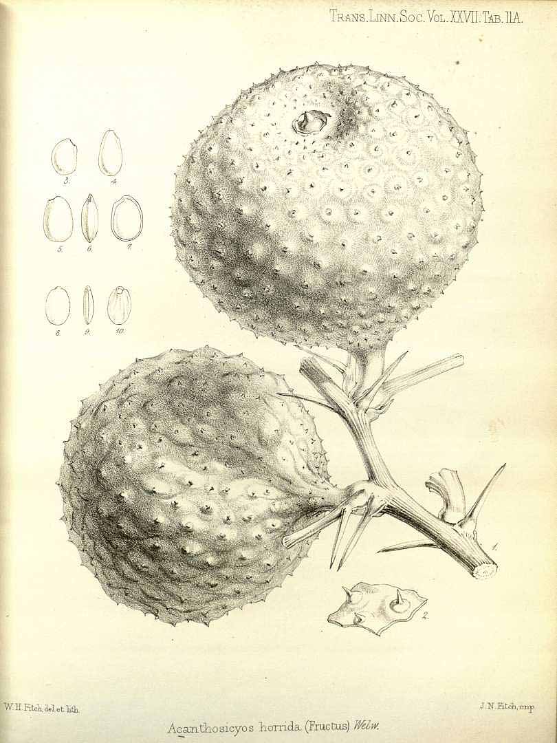 Illustration Acanthosicyos horridus, Par Transactions of the Linnean Society of London (1791-1875) Trans. Linn. Soc. London vol. 27 (1871), via plantillustrations 