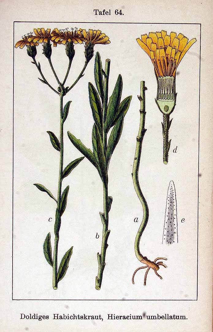 Illustration Hieracium umbellatum, Par Krause E.H.L., Sturm J., Lutz K.G. (Flora von Deutschland in Abbildungen nach der Natur, Zweite auflage, vol. 14: t. 64, 1906), via x 