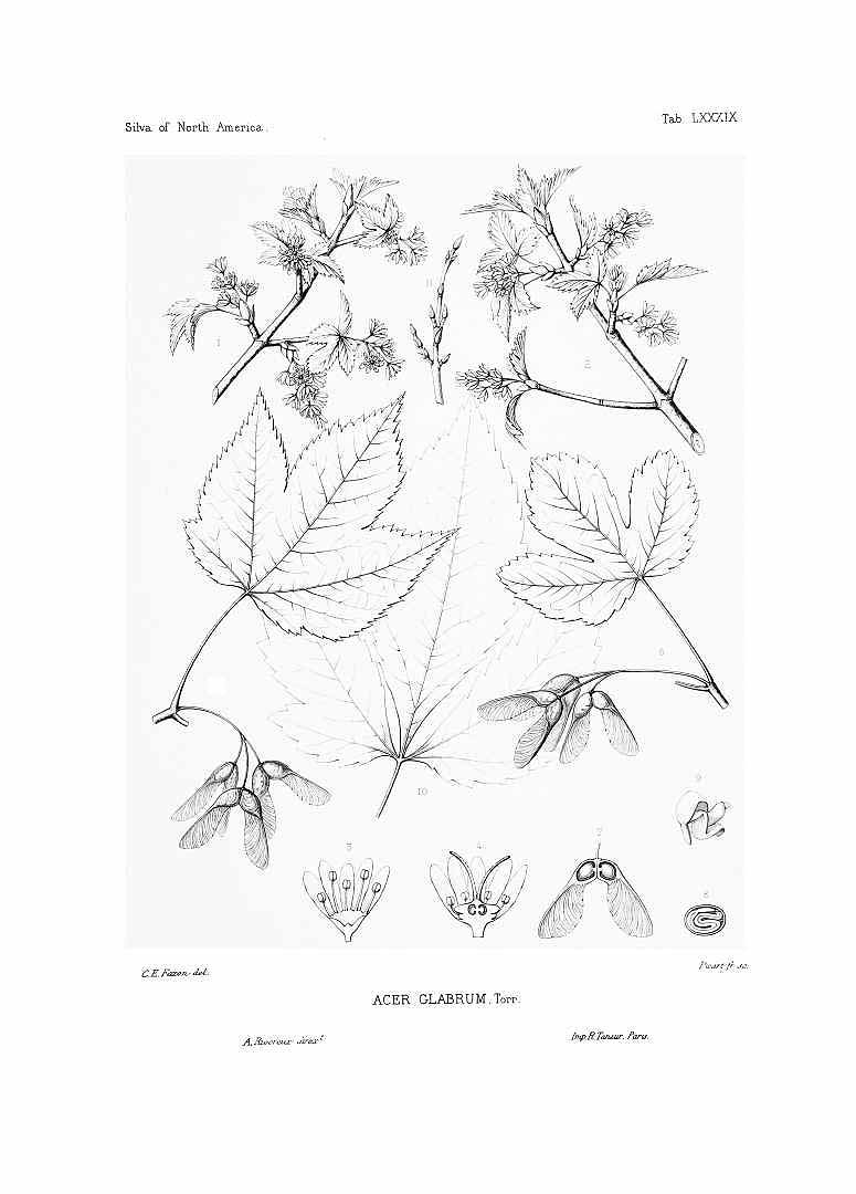Illustration Acer glabrum, Par Sargent, C.S., Silva of North America (1891-1902) Silva vol. 2 (1891), via plantillustrations 