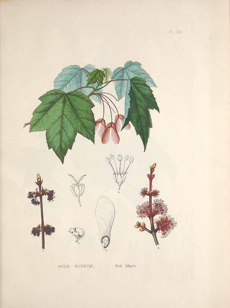 Illustration Acer rubrum, Par Gray, A., Plates prepared between the years 1849 and 1859, to accompany a report on the forest trees of North America (1891) Pl. Forest Trees N. Amer., via plantillustrations 