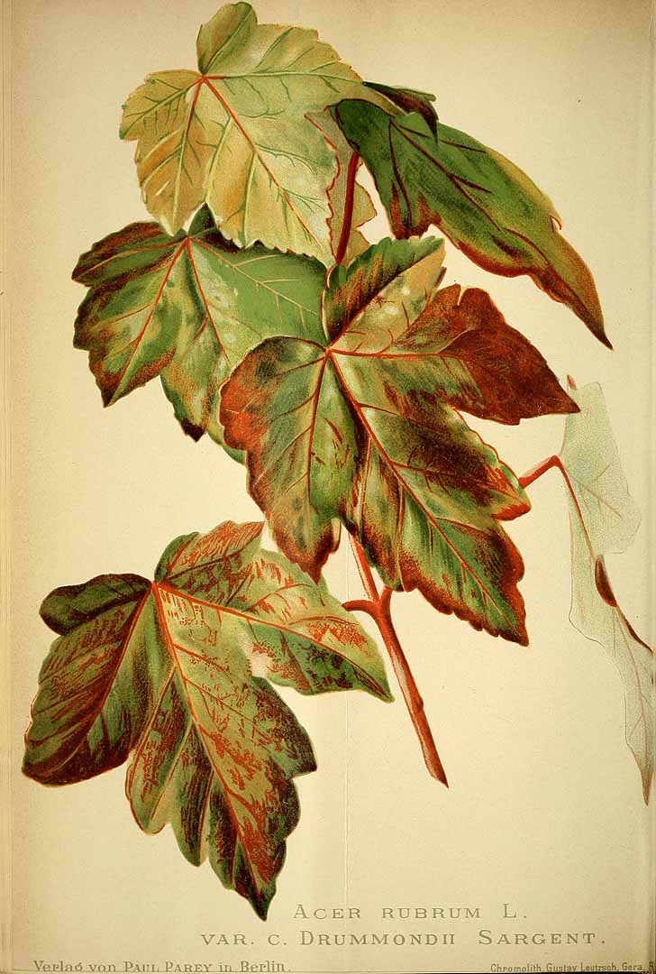 Illustration Acer rubrum, Par Regel, E.A. von, Gartenflora (1852-1938) Gartenflora vol. 41 (1892), via plantillustrations 