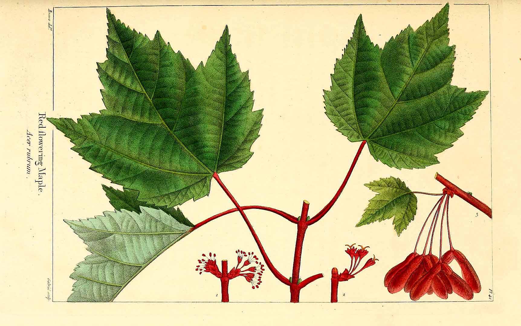 Illustration Acer rubrum, Par Michaux, F.A., North American sylva (1817-1819) N. Amer. Sylv. vol. 1 , via plantillustrations 