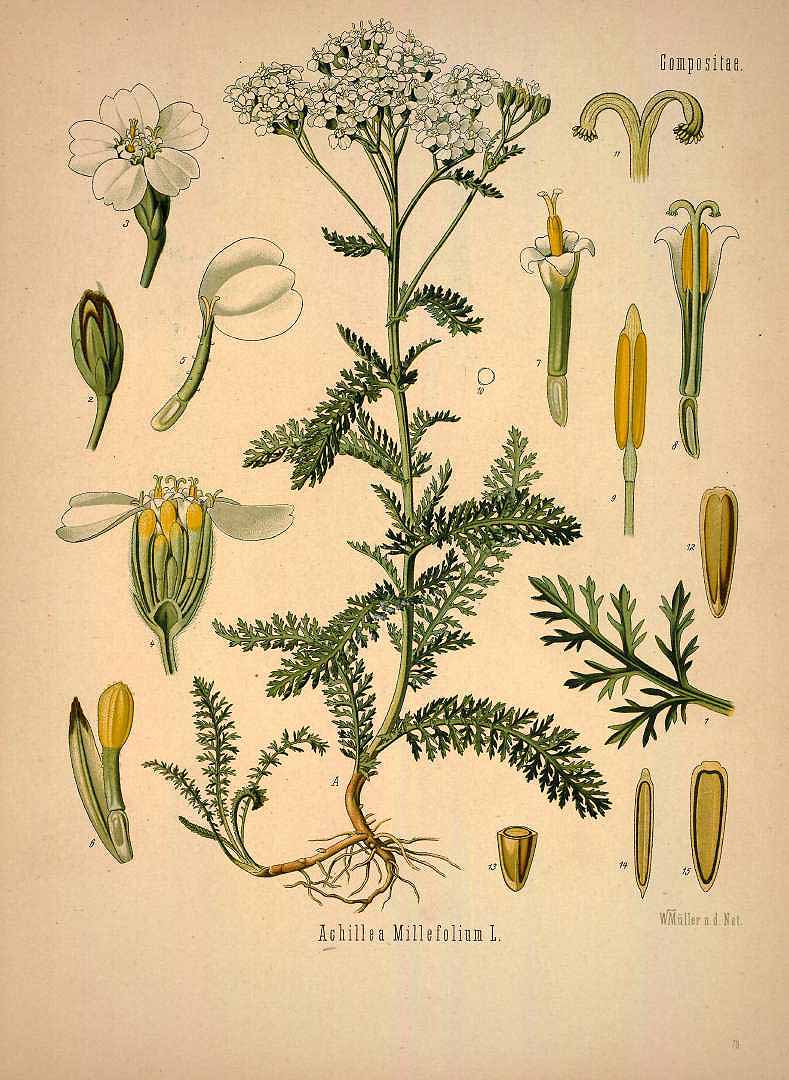 Illustration Achillea millefolium, Par Köhler, F.E., Köhler?s Medizinal Pflanzen (1883-1914) Med.-Pfl., via plantillustrations 