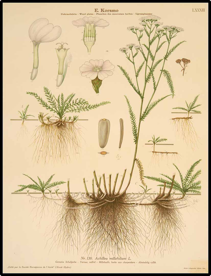 Illustration Achillea millefolium, Par Korsmo, E., Unkrauttaflen - Weed plates - Planches des mauvaises herbes - Ugressplansjer (1934-1938), via plantillustrations 