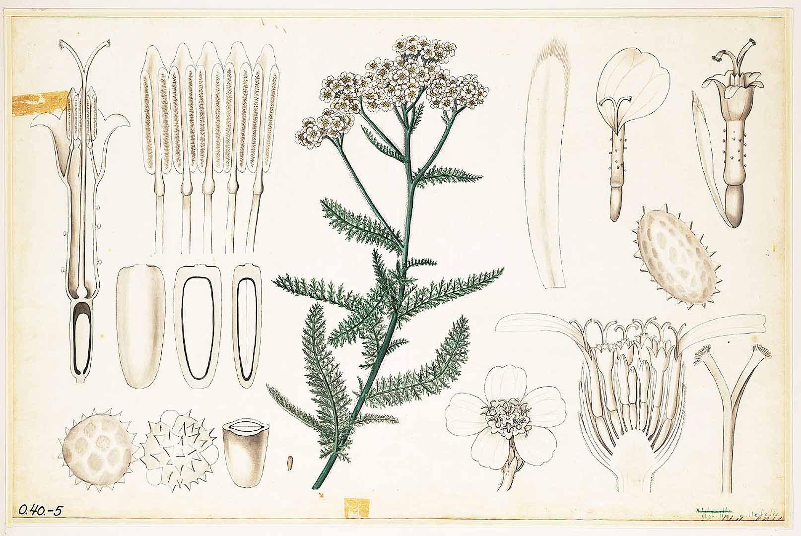 Illustration Achillea millefolium, Par Botanische wandplaten, via plantillustrations 