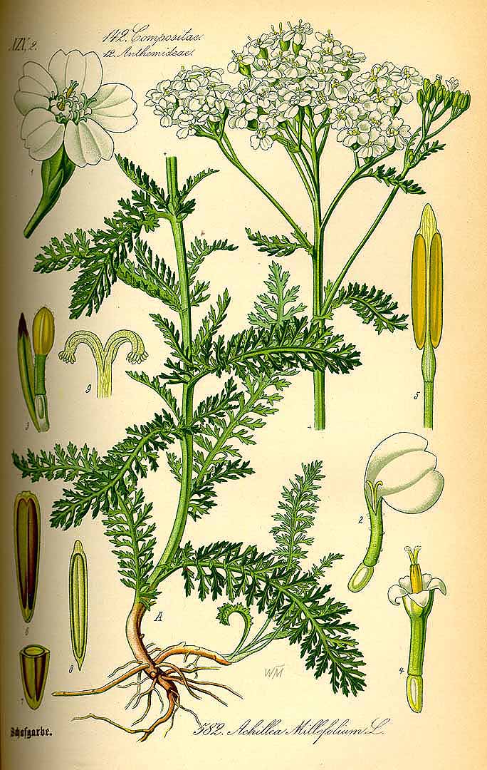 Illustration Achillea millefolium, Par Thomé, O.W., Flora von Deutschland Österreich und der Schweiz (1886-1889) Fl. Deutschl., via plantillustrations 