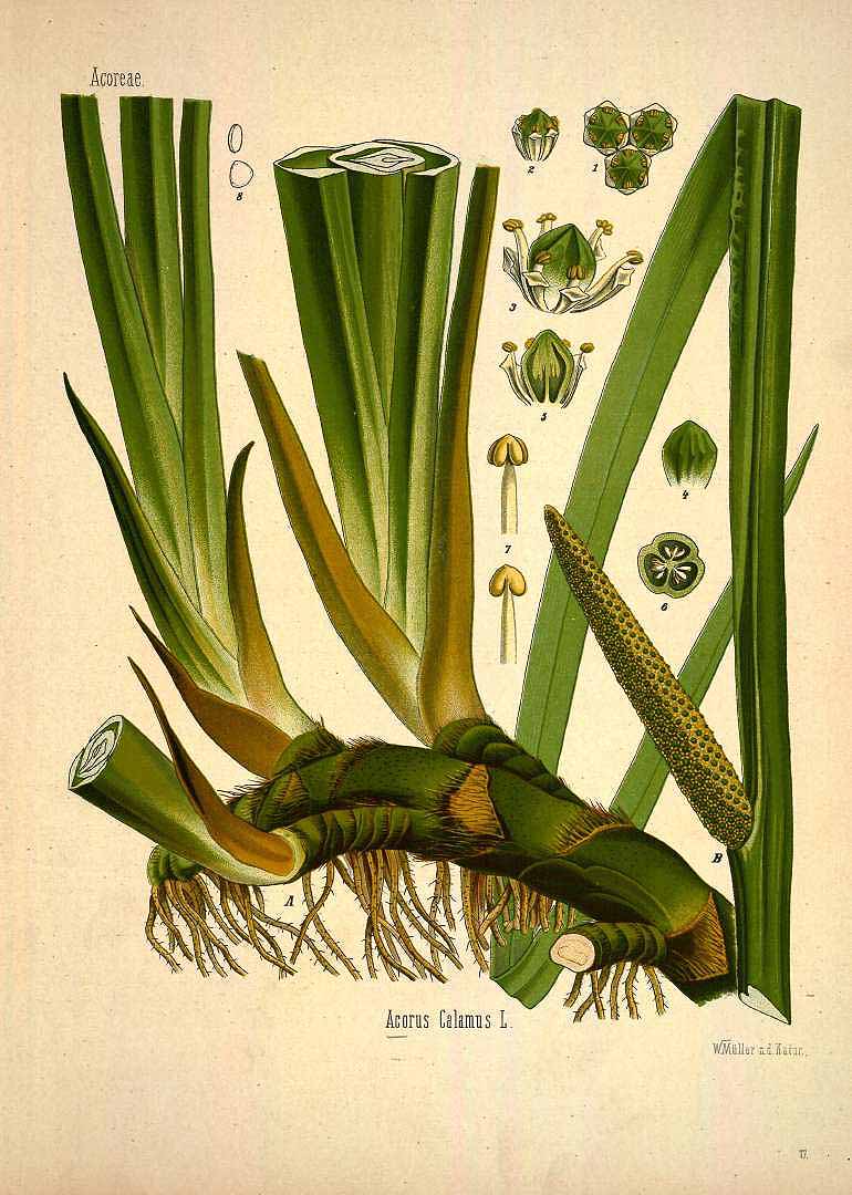 Illustration Acorus calamus cv. 'Type', Par Ko&#776;hler, F.E., Ko&#776;hler?s Medizinal Pflanzen (1883-1914) Med.-Pfl., via plantillustrations 