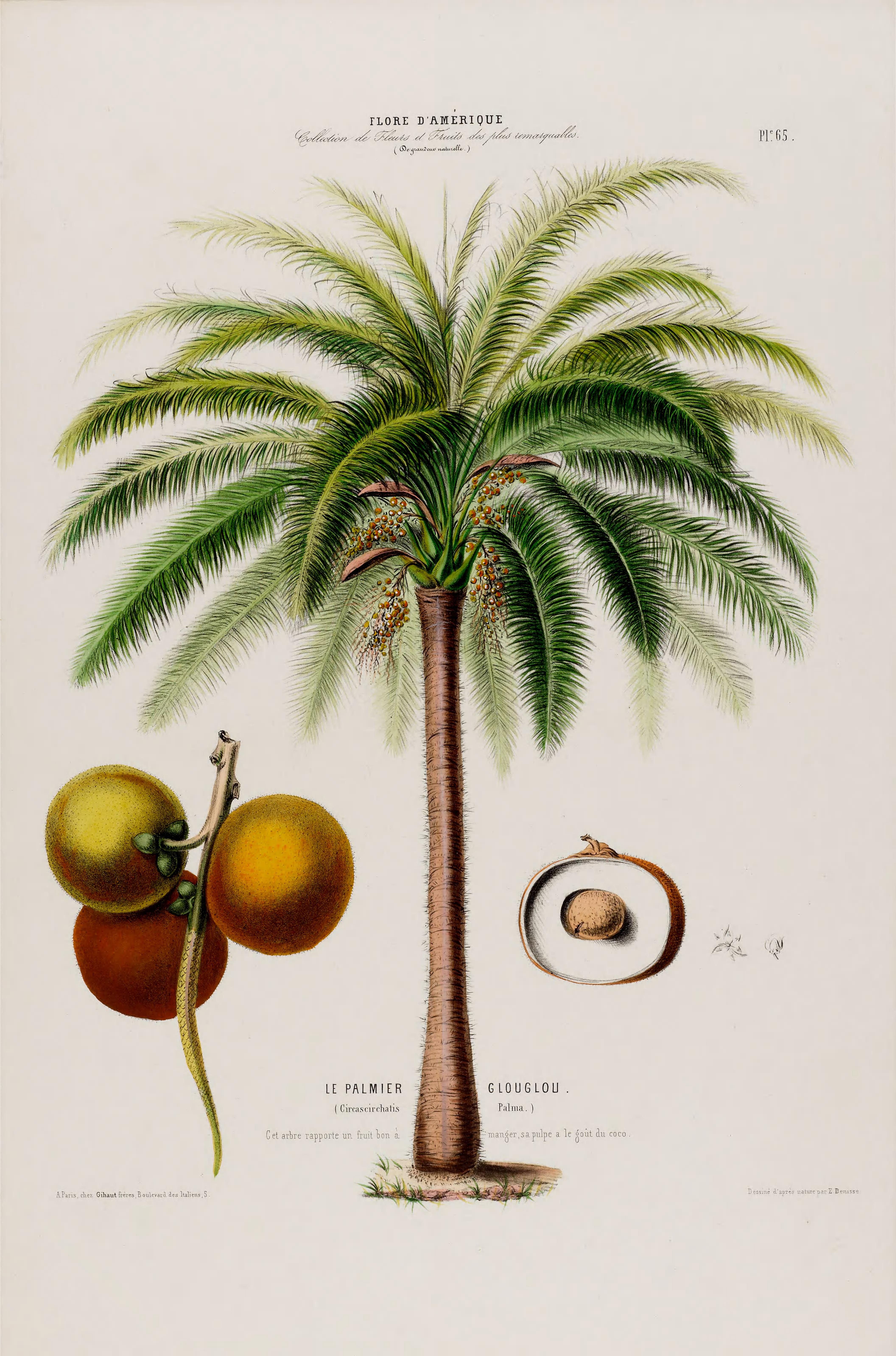 Illustration Acrocomia aculeata, Par Denisse, E., Flore d?Amérique (1843-1846) Fl. Amérique, via plantillustrations 