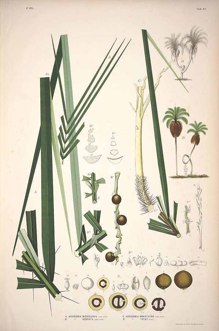 Illustration Acrocomia aculeata, Par Rodrigues, J. Barbosa, Sertum palmarum brasiliensium (1903) Sert. Palm. Bras. vol. 2 (1903), via plantillustrations 