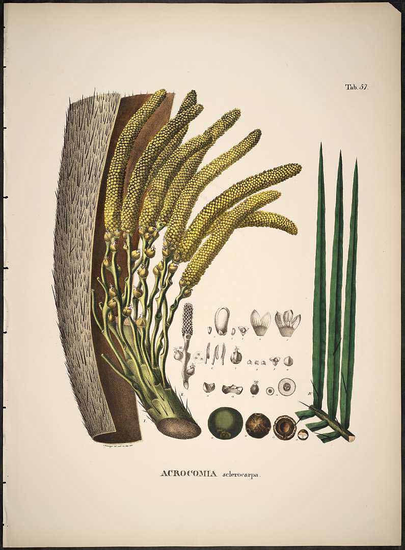 Illustration Acrocomia aculeata, Par Martius, C.F.P. von, Historia Naturalis Palmarum (1823-1853) Hist. Nat. Palm. vol. 2 (1839), via plantillustrations 