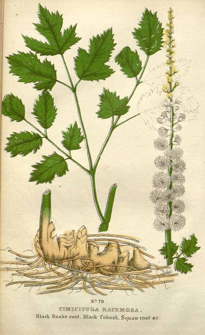 Illustration Actaea racemosa, Par Good, P.P. , family flora and materia medica botanica (1845) Family Fl. Mat. Med. Bot. vol. 2 , via plantillustrations 
