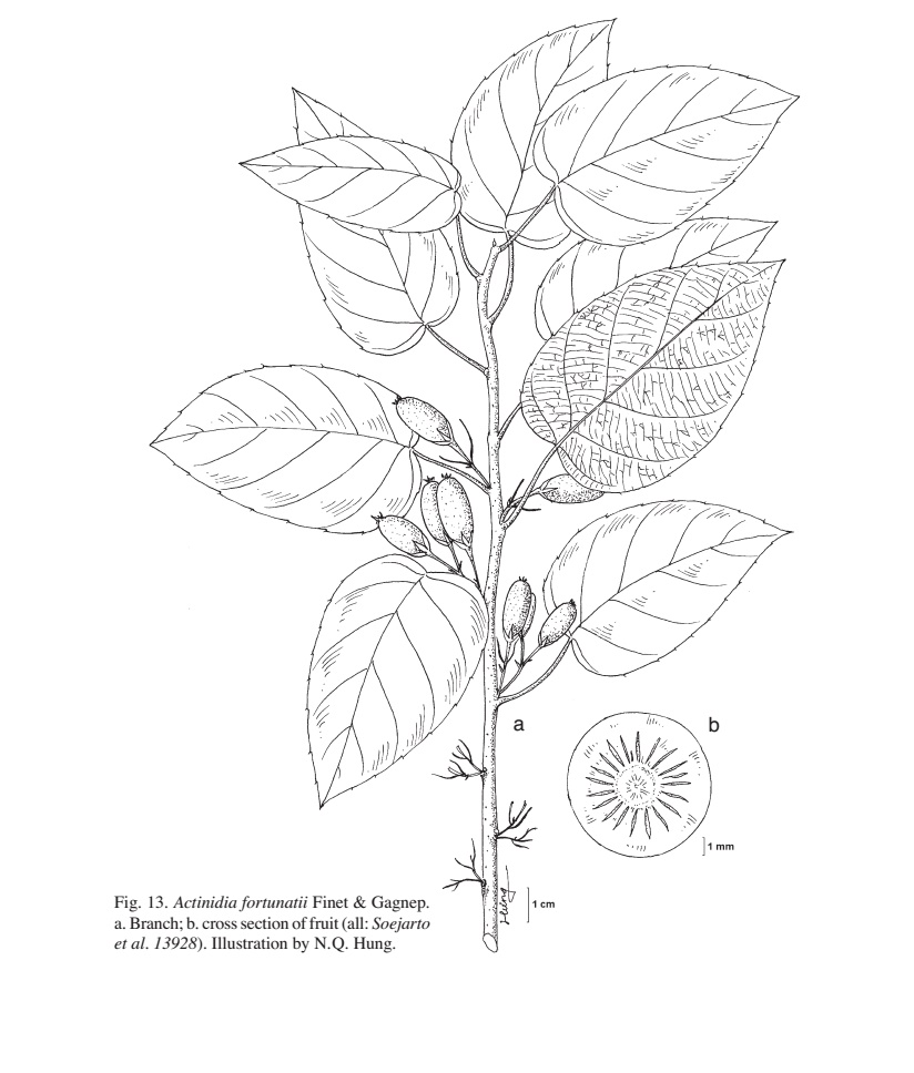 Illustration Actinidia fortunatii, Par N.Q.Hung; A Taxonomic Revision of Actinidiaceae of Vietnam; Blumea 52: pp226, 2007, via tropical.theferns 