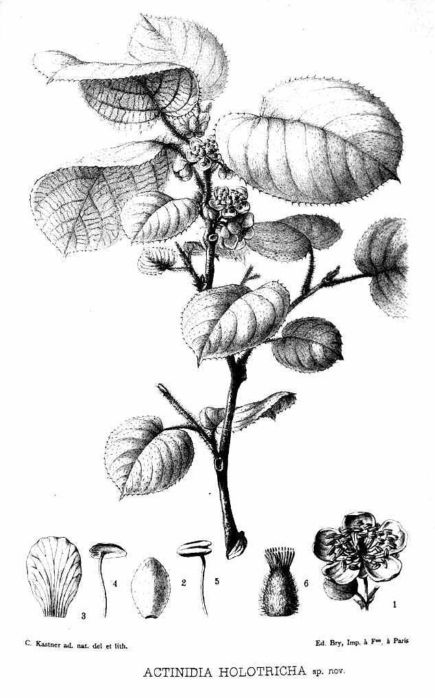 Illustration Actinidia holotricha, Par Bulletin de la Société botanique de France (1854-1978) Bull. Soc. Bot. France vol. 52 (1905), via plantillustrations 
