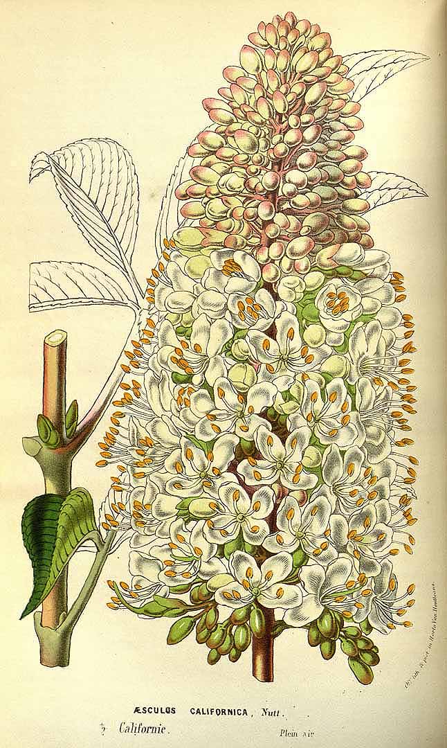 Illustration Aesculus californica, Par Van Houtte, L.B., Flore des serres et des jardin de l?Europe (1845-1880) Fl. Serres vol. 13 (1858), via plantillustrations 