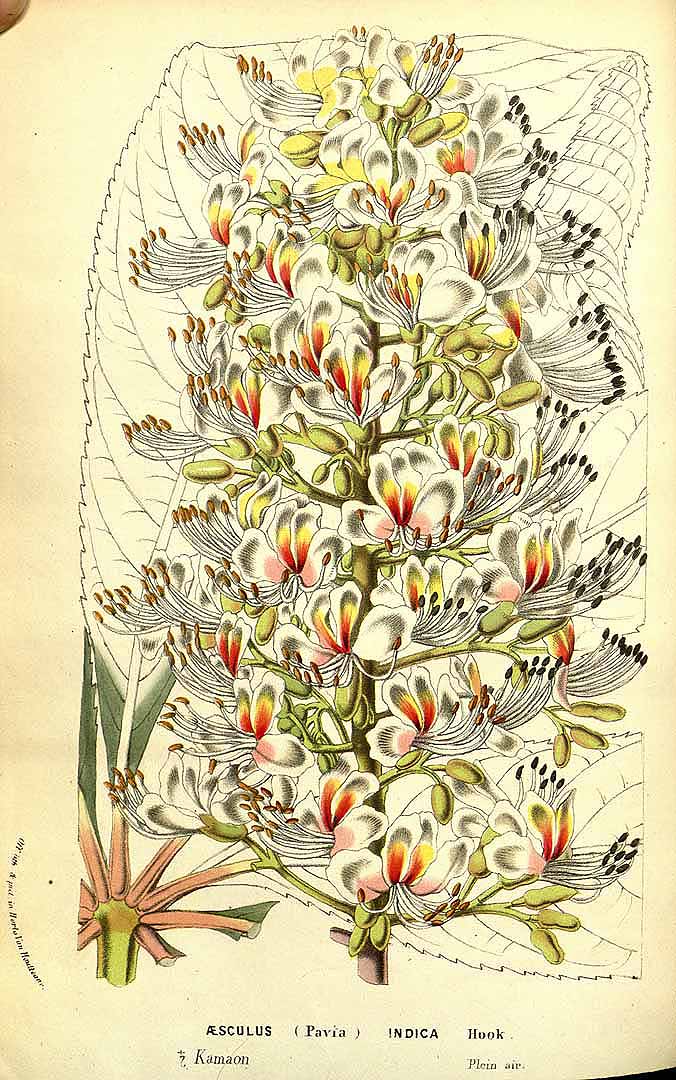 Illustration Aesculus indica, Par Van Houtte, L.B., Flore des serres et des jardin de l?Europe (1845-1880) Fl. Serres vol. 13 (1858), via plantillustrations 