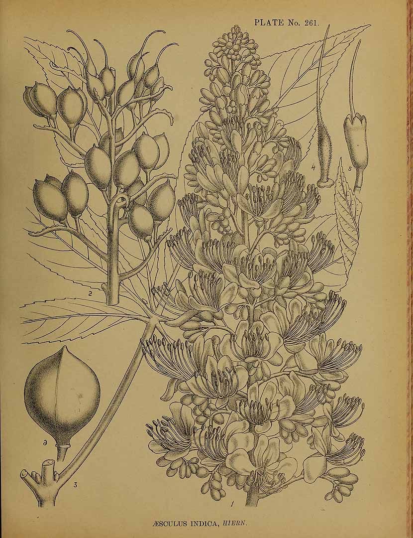 Illustration Aesculus indica, Par Kirtikar, K.R., Basu, B.D., Indian medicinal plants, Plates (1918) Ind. Med. Pl., Plates vol. 2 (1918), via plantillustrations 