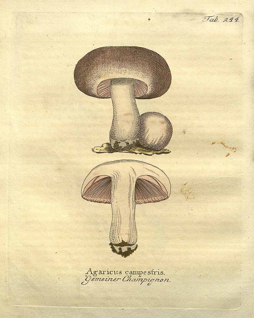 Illustration Agaricus campestris, Par Vietz, F.B., Icones plantarum medico-oeconomico-technologicarum (1800-1822) Icones Pl. Med.-Oecon. vol. 3 (1806), via plantillustrations 