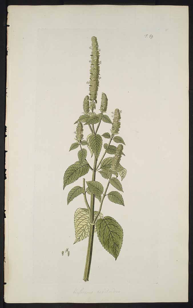 Illustration Agastache nepetoides, Par Jacquin, N.J. von, Hortus botanicus Vindobonensis (1770-1776) Hort. Bot. Vindob. vol. 1 (1770), via plantillustrations 