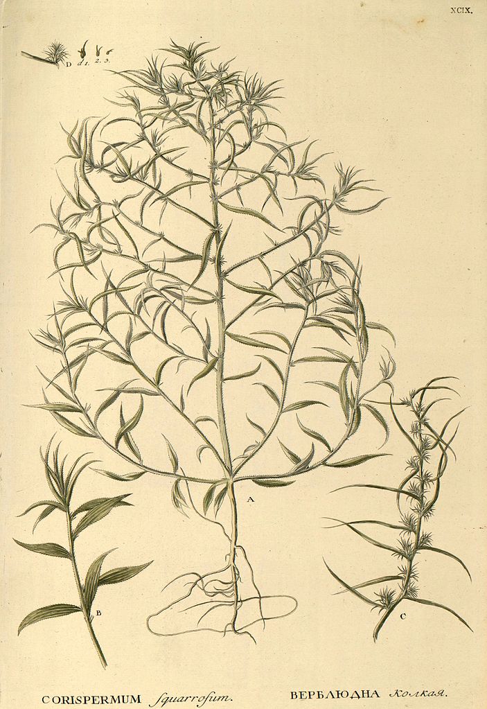 Illustration Agriophyllum squarrosum, Par Pallas, Flora rossica seu stirpium imperii rossici (1784-1815) Fl. Ross. (Pallas) vol. 1(2): (1788), via wikimedia 