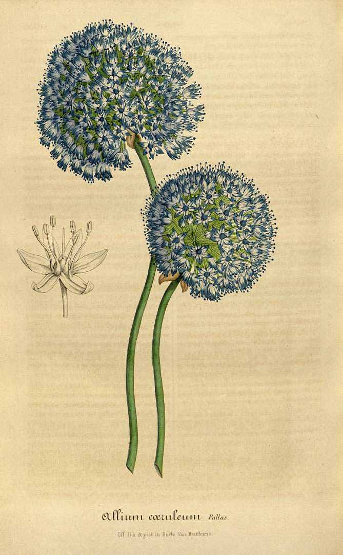 Illustration Allium caeruleum, Par Van Houtte, L.B., Flore des serres et des jardin de lEurope (1845-1880) Fl. Serres vol. 3 (1847) t. 8	p. 300, via plantillustrations 
