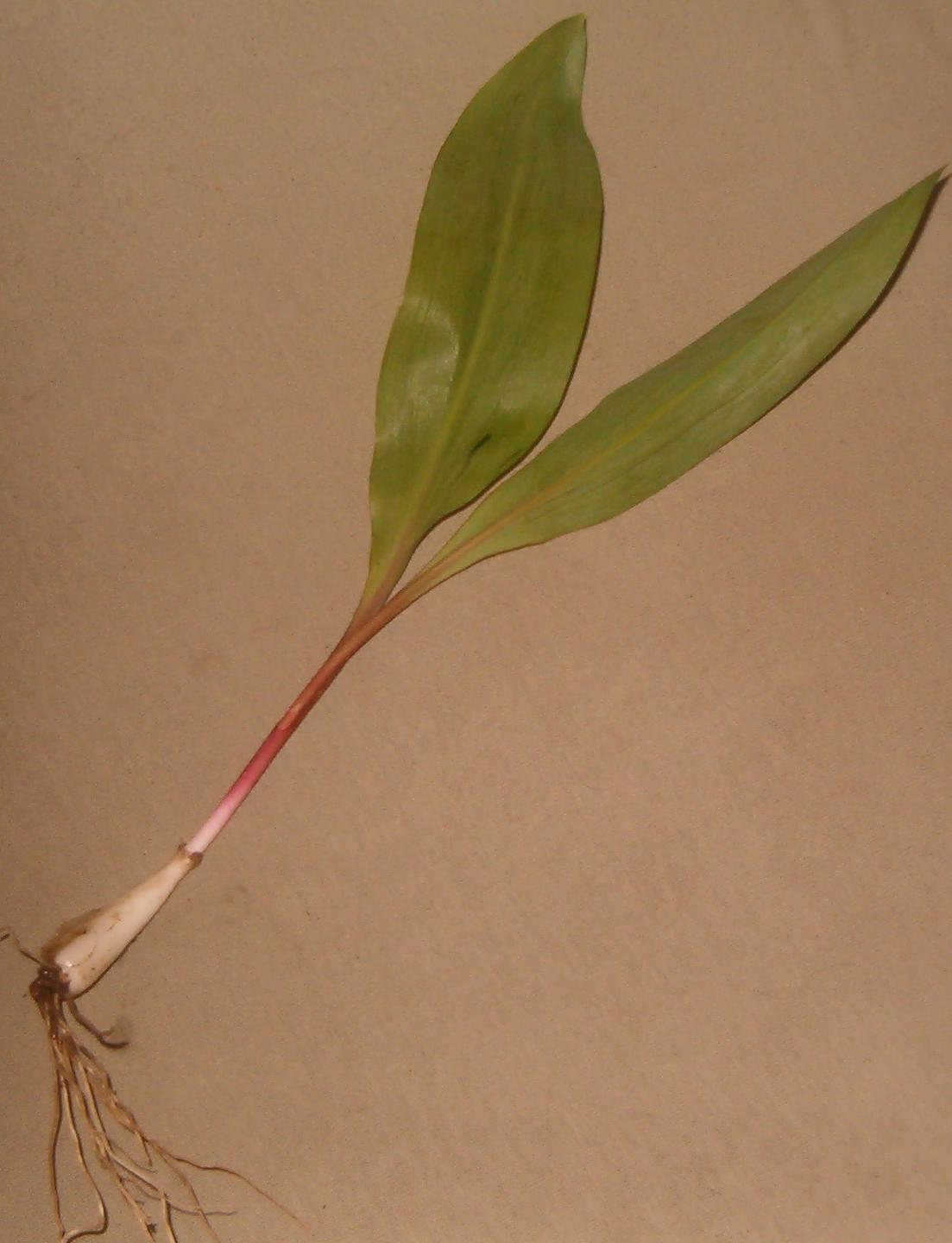Illustration Allium tricoccum, Par eurleif, via wikimedia 
