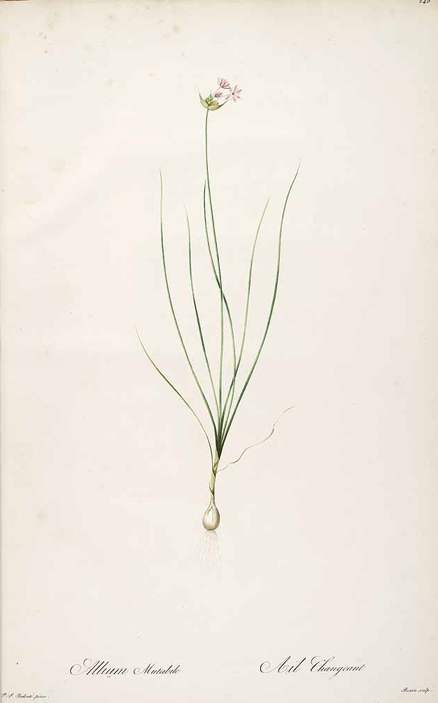 Illustration Allium canadense, Par Redouté, P.J., Liliacées (1802-1816) Liliac. vol. 4 (1805), via plantillustrations 