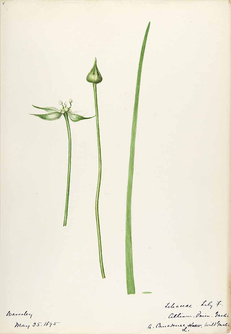 Illustration Allium canadense, Par Sharp, Helen, Water-color sketches of American plants, especially New England (1888-1910) Water-color Sketches Amer. Pl., via plantillustrations 