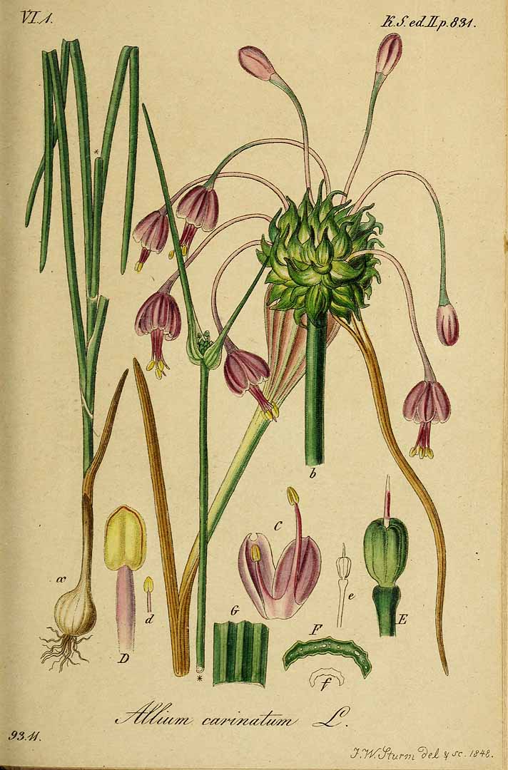 Illustration Allium carinatum, Par Sturm, J., Sturm, J.W., Deutschlands flora (1798-1855) Deutschl. Fl. vol. 20 (1845), via plantillustrations 
